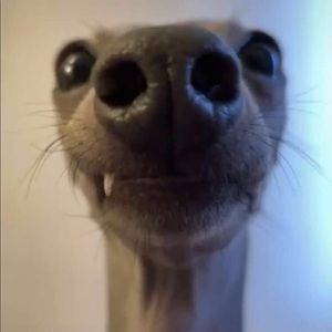 Meet your Posher, Kaleb